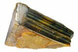 Polished Tiger's Eye Section - South Africa #148261-2
